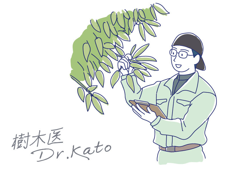 樹木医Dr.katoの森林散歩